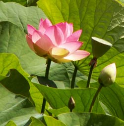 Lotus en fleur